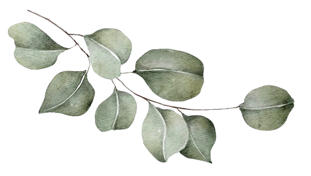 Zweig mit mehreren ovalen Eukalyptusblättern