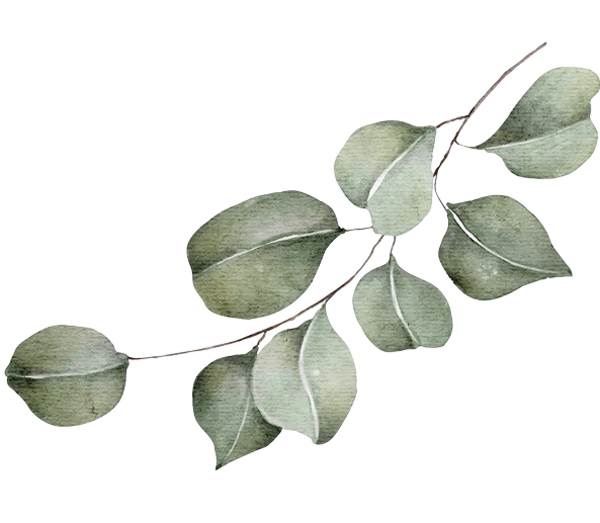 Zweig mit mehreren ovalen Eukalyptusblättern